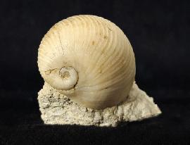 Sonstige - Schnecken - Otostoma retzii (NILSSON 1827)